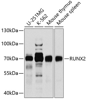RUNX2 Polyclonal Antibody (E-AB-62026)