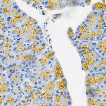 EDN3 Polyclonal Antibody (E-AB-66184)