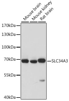 SLC34A3 Polyclonal Antibody (E-AB-66709)