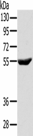 CYTH1 Polyclonal Antibody (E-AB-16735)