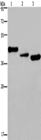 CYR61 Polyclonal Antibody (E-AB-14920)