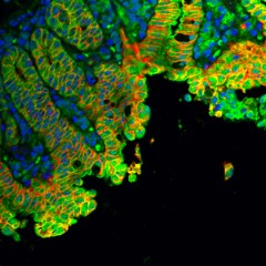 Alexa Fluor® 488 Goat anti-mouse IgG (minimal x-reactivity) Antibody (405319)