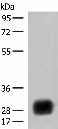 HLA-DRB4 Polyclonal Antibody (E-AB-18812)