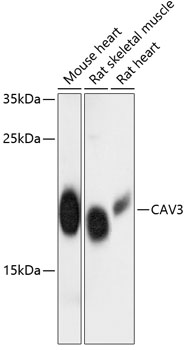 CAV3 Polyclonal Antibody (E-AB-64321)