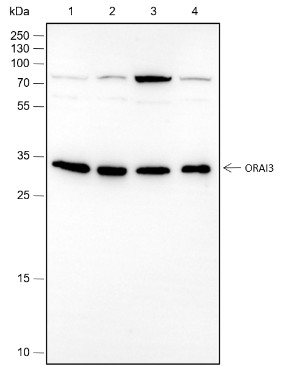 Recombinant ORAI3 Monoclonal Antibody (AN301816L)