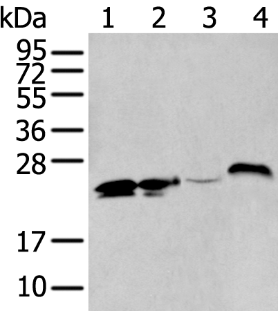 BCAS4 Polyclonal Antibody (E-AB-16277)