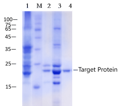 Anti-MBP Nanobody Affinity Agarose (EA-IP-006N)