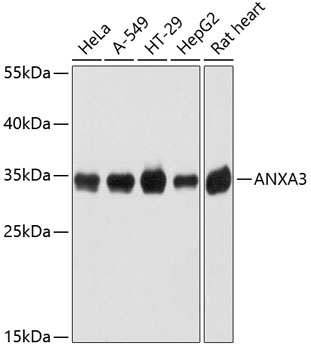 ANXA3 Polyclonal Antibody (E-AB-63695)