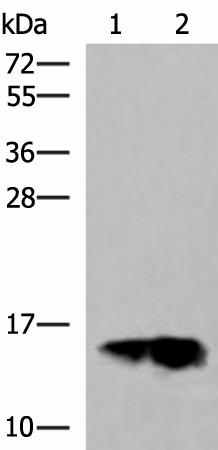 GOLGA7 Polyclonal Antibody (E-AB-18893)