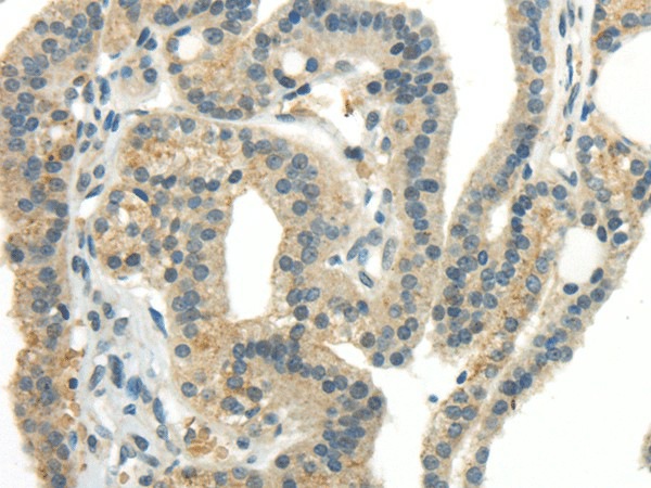 CCL13 Polyclonal Antibody (E-AB-17299)