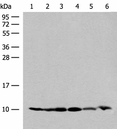 RPS28 Polyclonal Antibody (E-AB-18026)