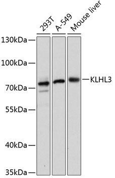 KLHL3 Polyclonal Antibody (E-AB-66137)