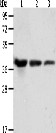 ANXA1 Polyclonal Antibody (E-AB-10135)