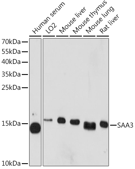 SAA3 Polyclonal Antibody (E-AB-90313)