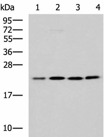 MRPL40 Polyclonal Antibody (E-AB-19169)