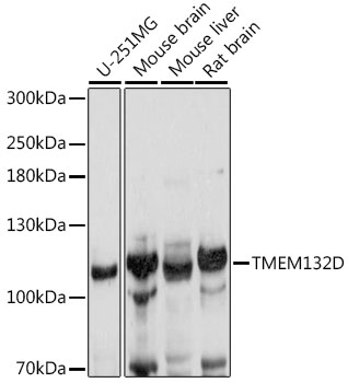 TMEM132D Polyclonal Antibody (E-AB-91455)