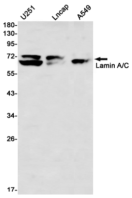Recombinant Lamin A/C Monoclonal Antibody (E-AB-81577)