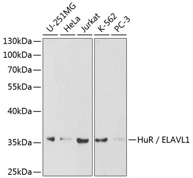 (KO Validated) HuR / ELAVL1 Polyclonal Antibody (E-AB-60367)