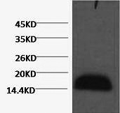 Histone H3 Monoclonal Antibody (E-AB-22070)