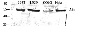 Pan-Akt Polyclonal Antibody (E-AB-30471)