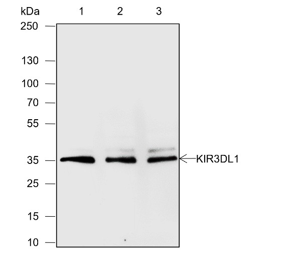 Recombinant KIR3DL1 Monoclonal Antibody (AN301890L)
