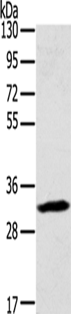 STX11 Polyclonal Antibody (E-AB-15435)