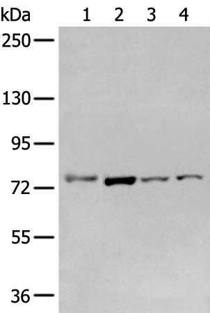 GCLC Polyclonal Antibody (E-AB-52359)