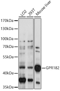 GPR182 Polyclonal Antibody (E-AB-90976)