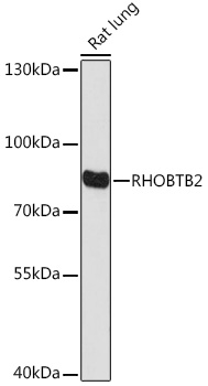RHOBTB2 Polyclonal Antibody (E-AB-92046)