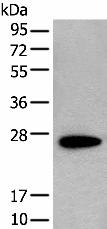CD63 Polyclonal Antibody (E-AB-53280)