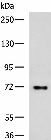 TTLL10 Polyclonal Antibody (E-AB-19273)