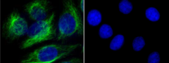 Alexa Fluor® 488 anti-Vimentin Antibody (677809)
