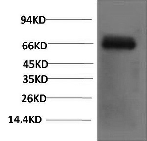 Bovine Serum Albumin Monoclonal Antibody (E-AB-22156)