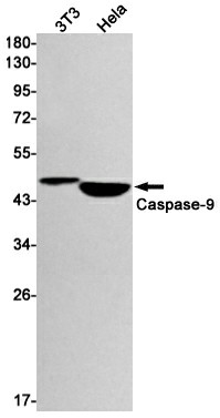 Recombinant Caspase 9 Monoclonal Antibody (E-AB-81541)