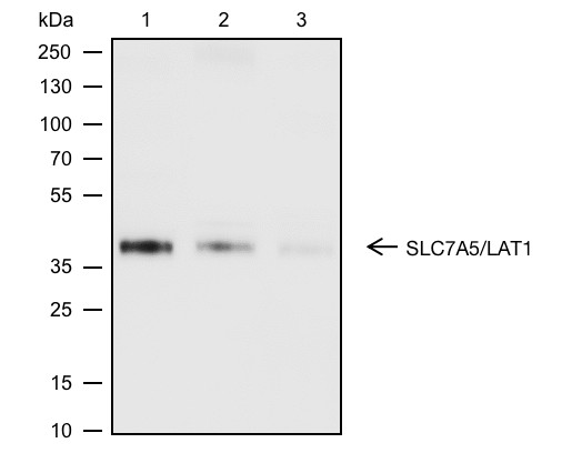 Recombinant SLC7A5/LAT1 Monoclonal Antibody (AN301897L)