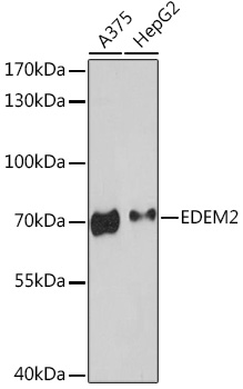 EDEM2 Polyclonal Antibody (E-AB-91724)