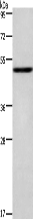 CKMT2 Polyclonal Antibody (E-AB-11087)