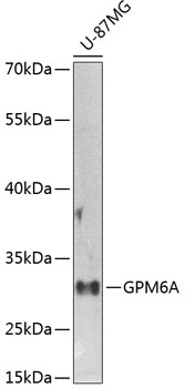 GPM6A Polyclonal Antibody (E-AB-63925)