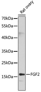 FGF2 Polyclonal Antibody (E-AB-60031)