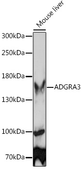ADGRA3 Polyclonal Antibody (E-AB-91212)