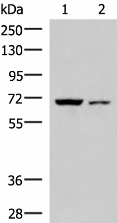 EWSR1 Polyclonal Antibody (E-AB-18995)