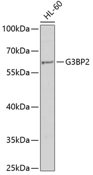 G3BP2 Polyclonal Antibody (E-AB-67719)