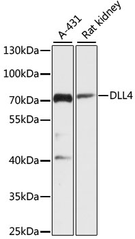 DLL4 Polyclonal Antibody (E-AB-65985)