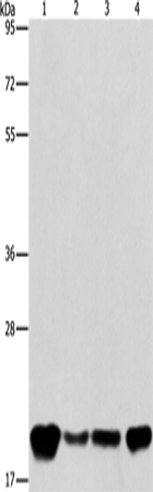 PEBP1 Polyclonal Antibody (E-AB-10549)