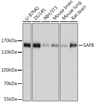 SAFB Polyclonal Antibody (E-AB-63868)