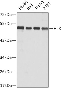 HLX Polyclonal Antibody (E-AB-61702)