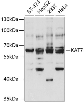 KAT7 Polyclonal Antibody (E-AB-61134)