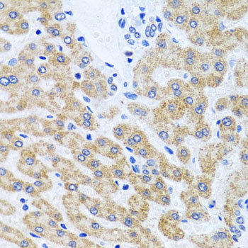 SCO1 Polyclonal Antibody (E-AB-62209)