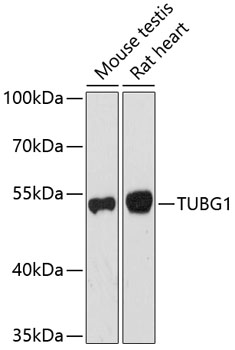 TUBG1 Polyclonal Antibody (E-AB-63847)