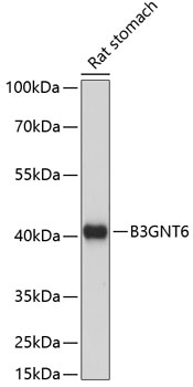 B3GNT6 Polyclonal Antibody (E-AB-65167)